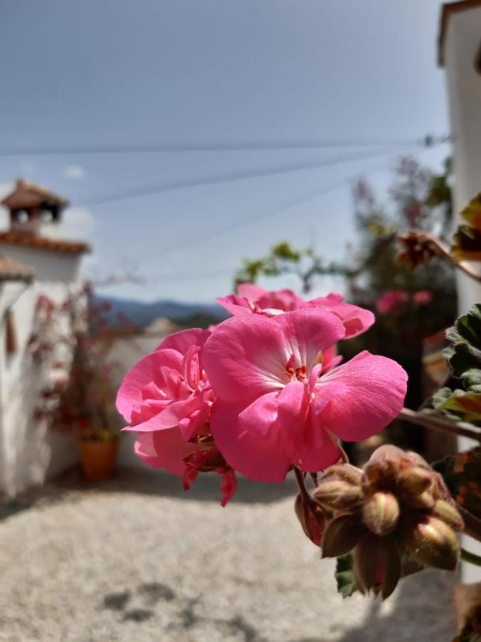 Casa Amani Acomodação com café da manhã Viñuela Exterior foto